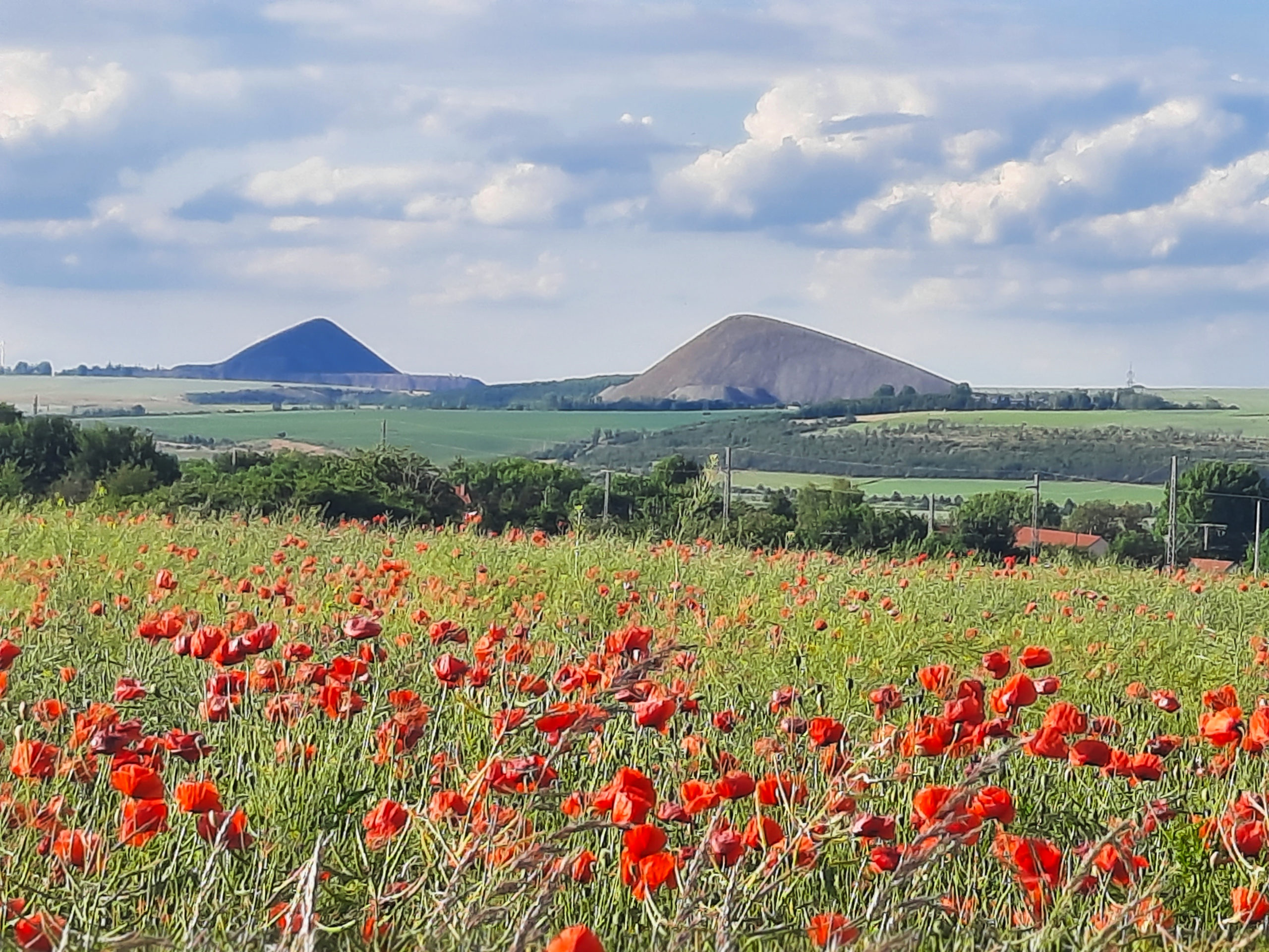 Eisleben - Mohn und Halden